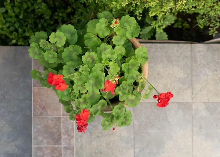 Easy Apartamento Keszthely